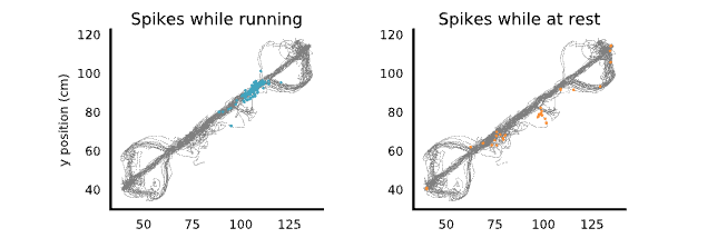 Nelpy Example